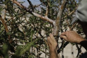 Guy Erlich, an Israeli entrepreneur, taps a frankincense plant at a plantation in Kibbutz Almog, Judean desert, in the West Bank, November 30, 2017.