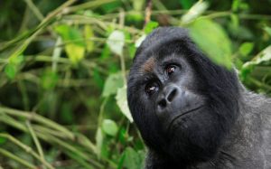 FILE PHOTO: A mountain gorilla looks out of a clearing in Virunga national park in the Democratic Republic of Congo, near the border town of Bunagana October 21, 2012. REUTERS/James Akena/File Photo