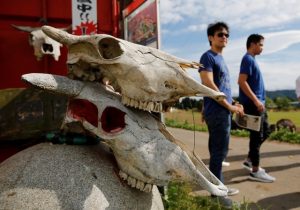 Tourists from Philippines walk past irradiated cattle skulls at the Farm of Hope, near Tokyo Electric Power Co's (TEPCO) tsunami-crippled Fukushima Daiichi nuclear power plant, in Namie town, Fukushima prefecture, Japan May 17, 2018. REUTERS/Toru Hanai