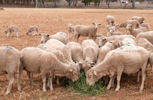 Sheep eat feed put out by farmer Kevin Tongue on his drought-effected property of 'Glenwood' located on the outskirts of the town of Tamworth, north-west of Sydney in Australia, August 25, 2018. Picture taken August 25, 2018. REUTERS/Jill Gralow