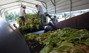 FILE PHOTO: Farm workers place harvested tobacco on a conveyor at Shelly Farms in the Pleasant View community of Horry County, South Carolina, U.S., July 26, 2013. REUTERS/Randall Hill/File Photo