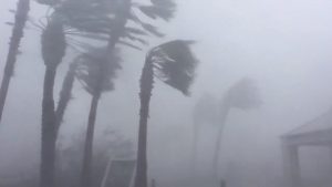 Palm trees are seen during a Hurricane Michael in Panama City, Florida, U.S., October 10, 2018 in this picture obtained from social media. WeatherNation/via REUTERS
