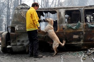 Karen Atkinson, of Marin, searches for human remains with her cadaver dog, Echo, in a van destroyed by the Camp Fire in Paradise, California, U.S., November 14, 2018. REUTERS/Terray Sylvester